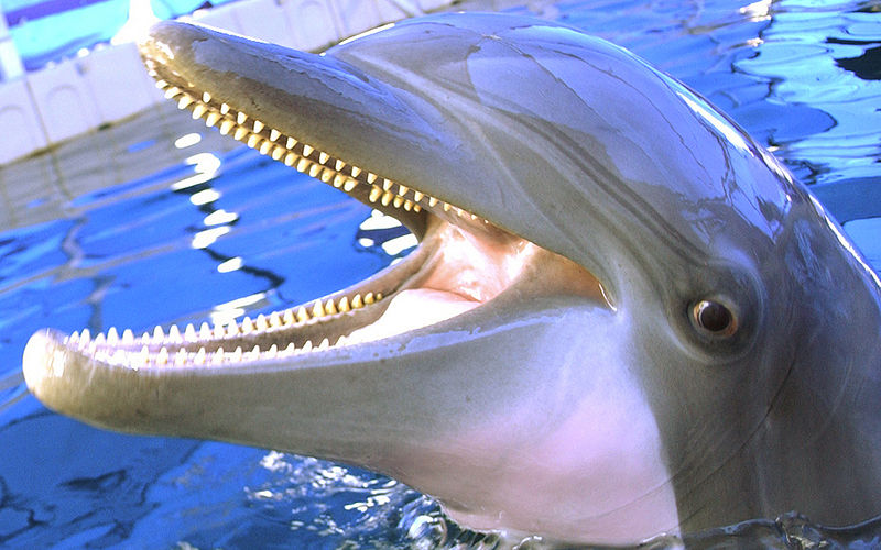 Dolphins: The Second Smartest Animal? - Big Think