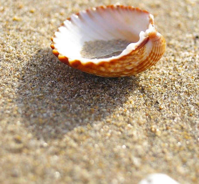 Sand Grains on a Distant Shore - Big Think