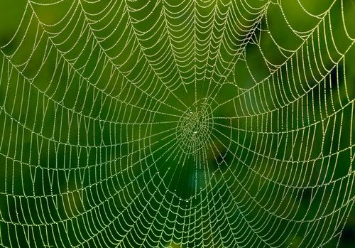 Could Spider Webs Teach Us About Complex Brain Systems?