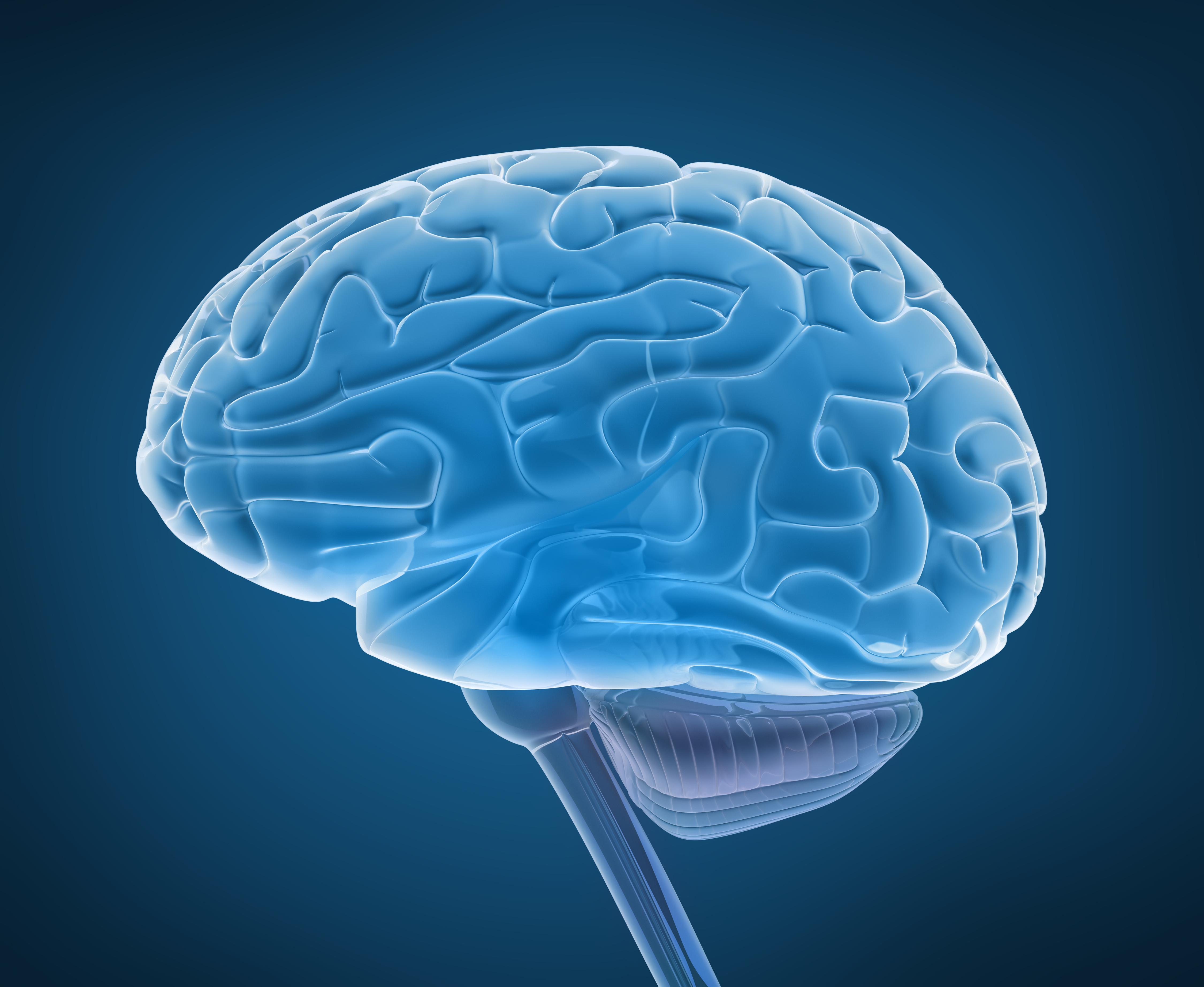 Человеческий мозг. Головной мозг. Изображение головного мозга. Изображение человеческого мозга. Головной мозг картинки.