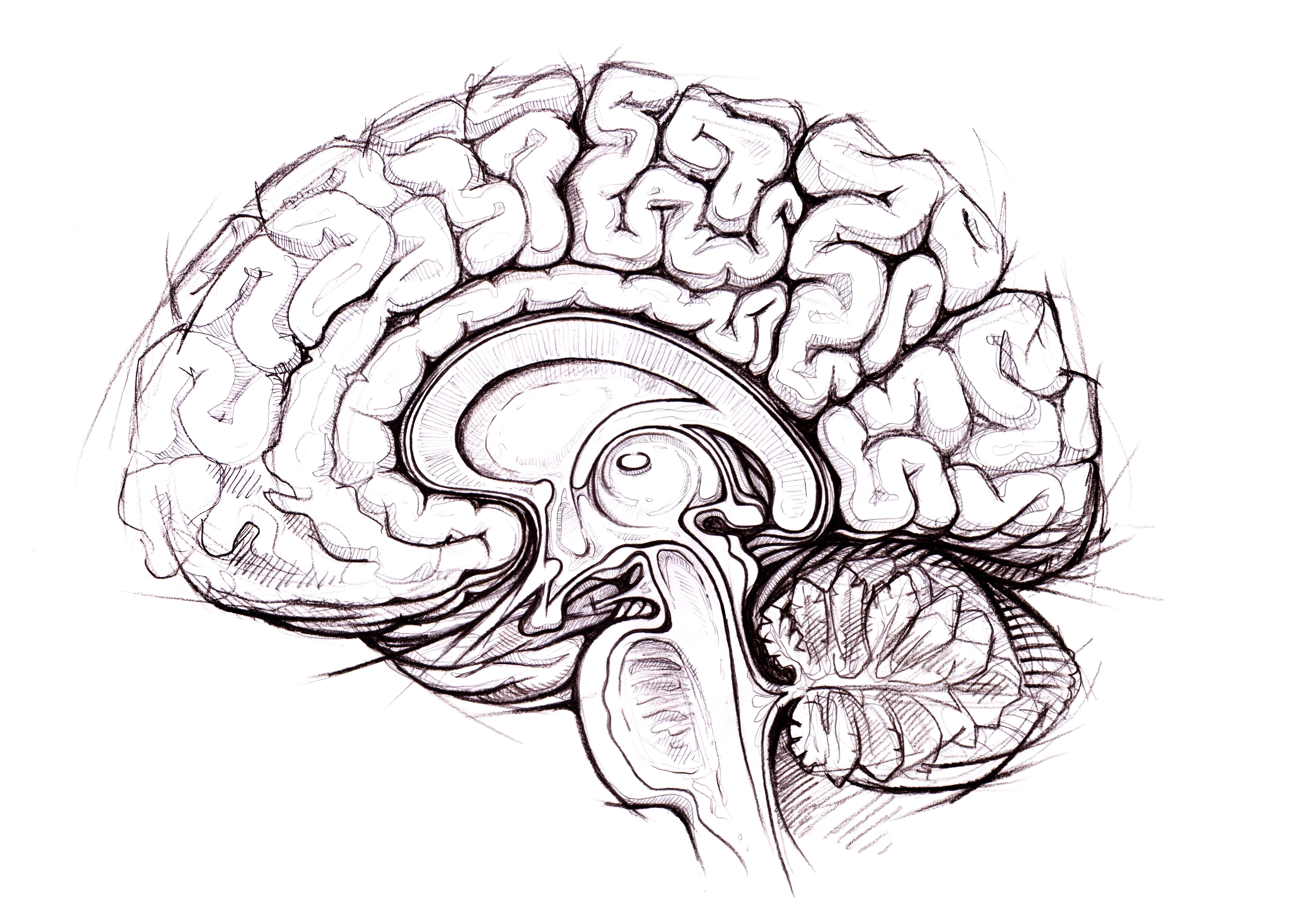 Мозги анатомия. Головной мозг карандашом. Головной мозг контур.