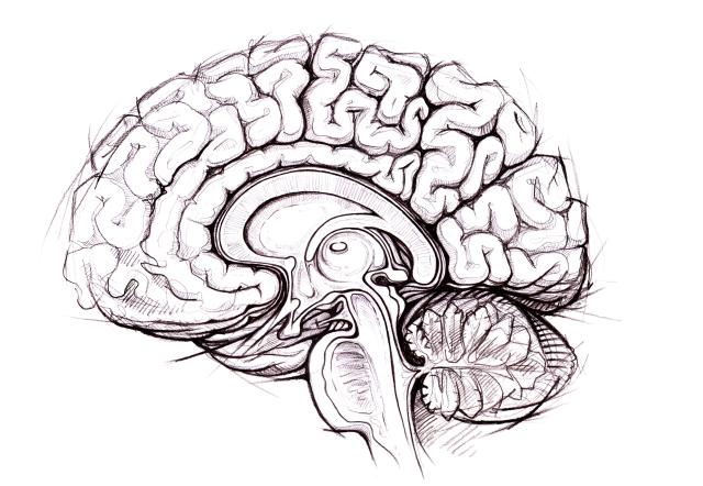 How To Draw The Human Brain - Art Sphere Inc.