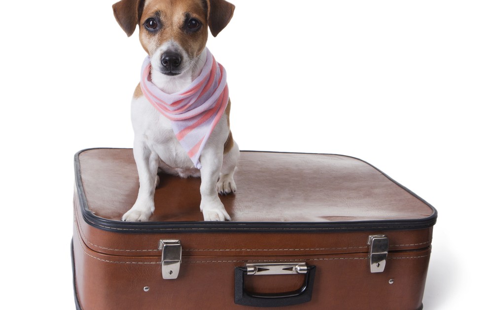 Airport Therapy Dogs Help Make Air Travel Somewhat Bearable - Big Think