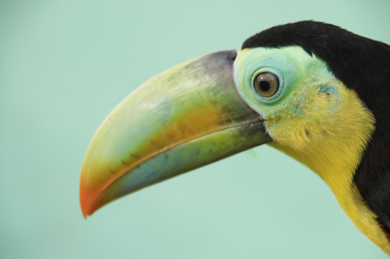 keel billed toucan beak