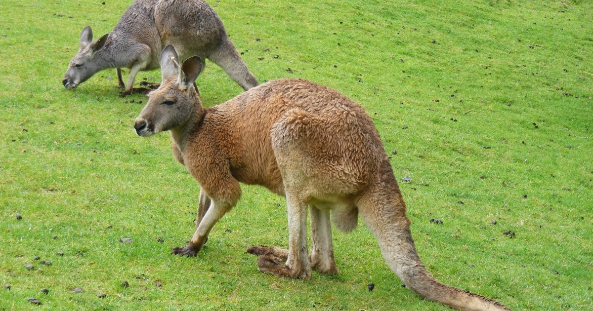 What Killed the Dinosaurs Drove the Kangaroo's Cousin to Extinction ...