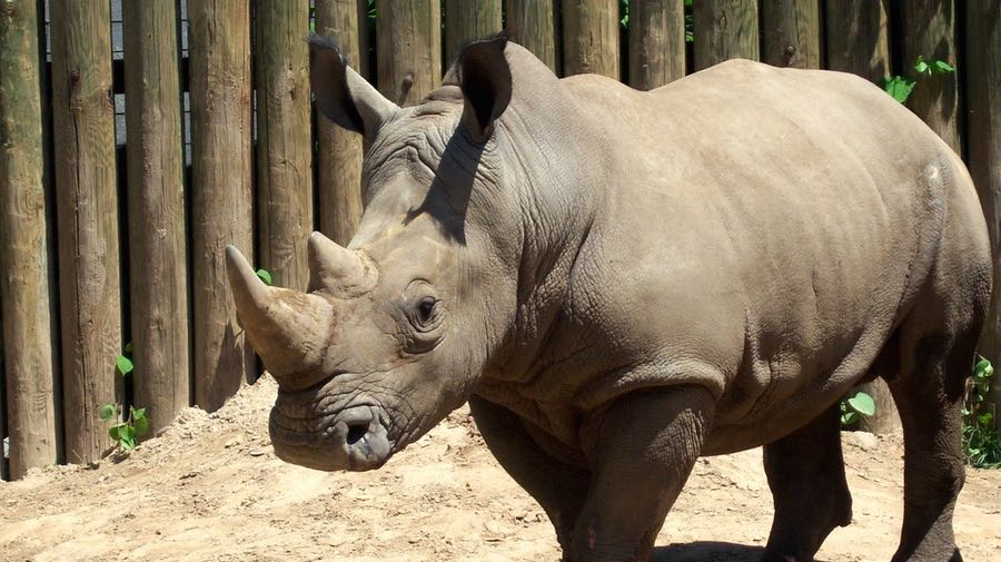 extinction ghosts rhino