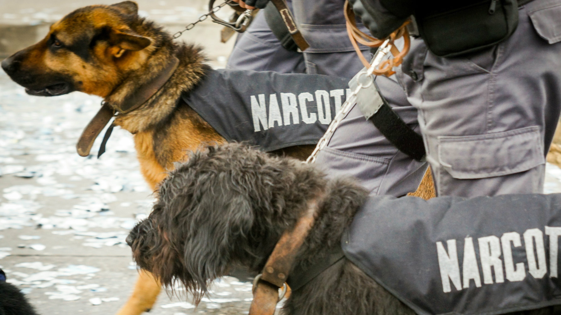 what are drug sniffing dogs called