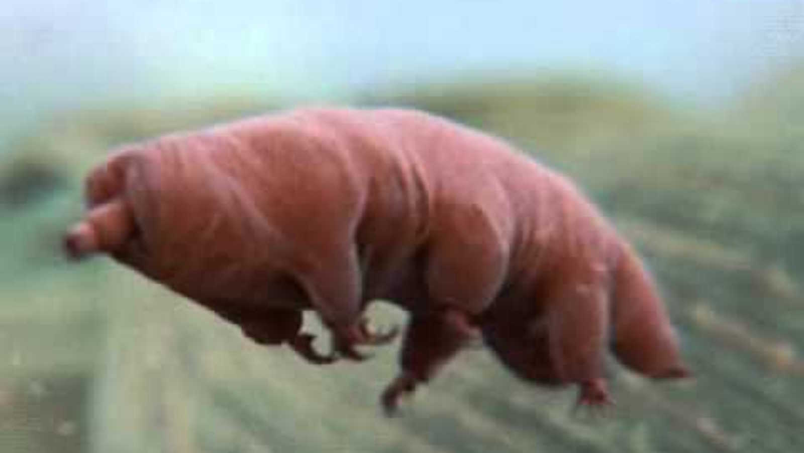 7 Things About ‘Water Bears’ That Explain How Life Can Spread To Other ...