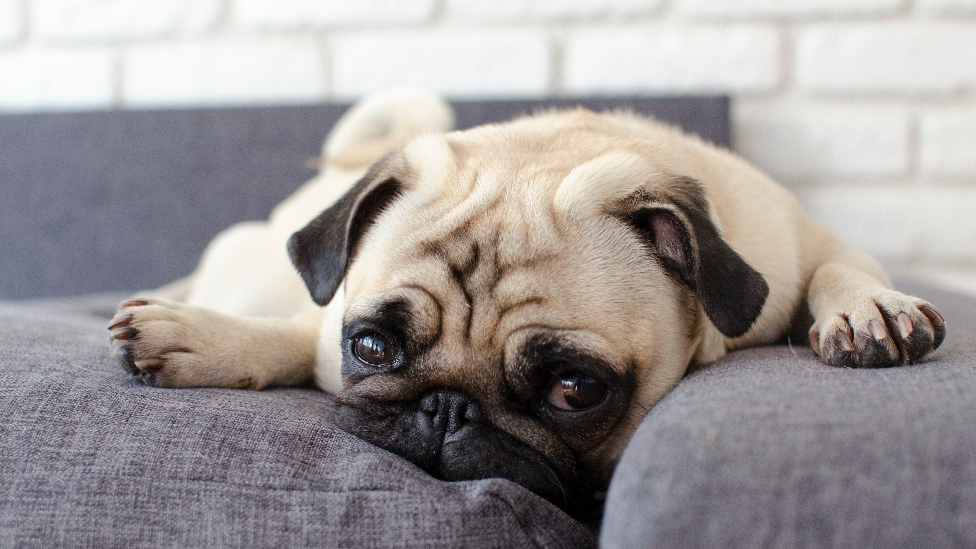 A pug dog laying on top of a couch.