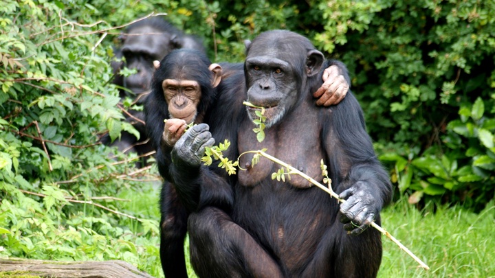 Where Do Chimps Learn To Use Tools? Ask Mom. - Big Think