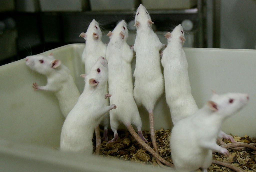 rat experiment on overpopulation