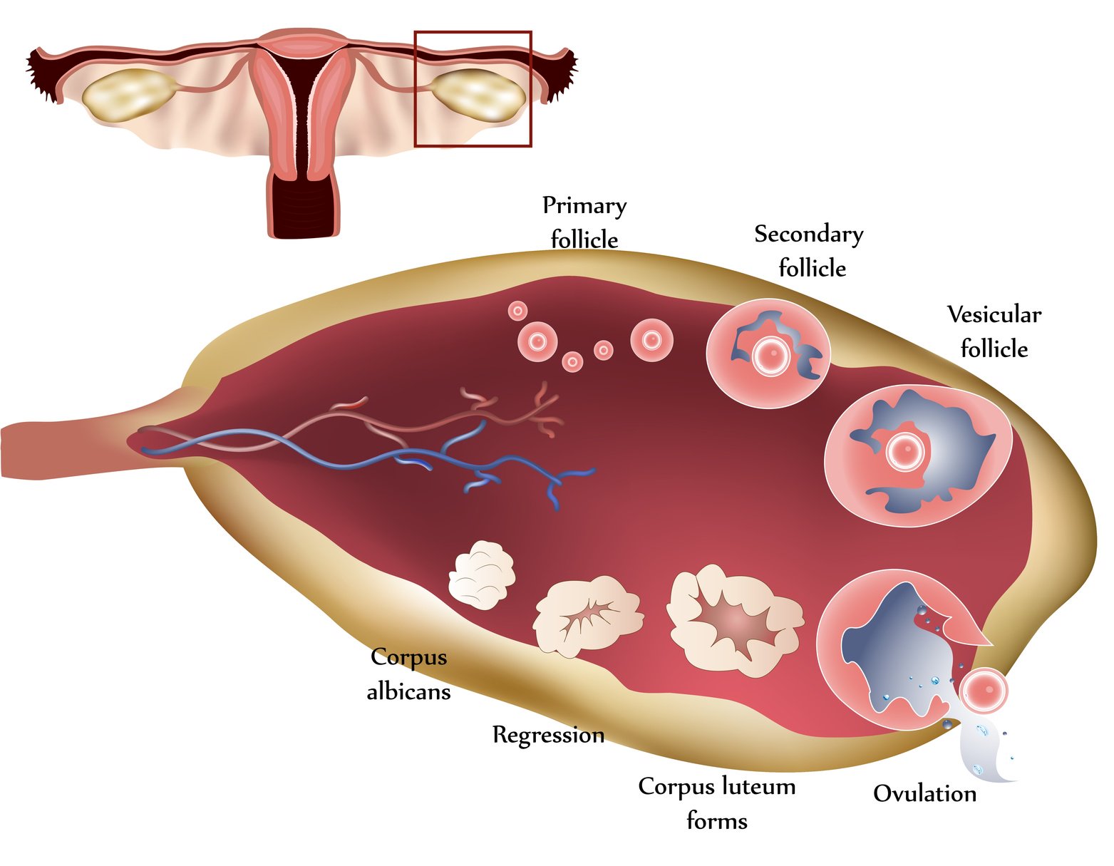 Researchers reveal an evolutionary basis for the female orgasm