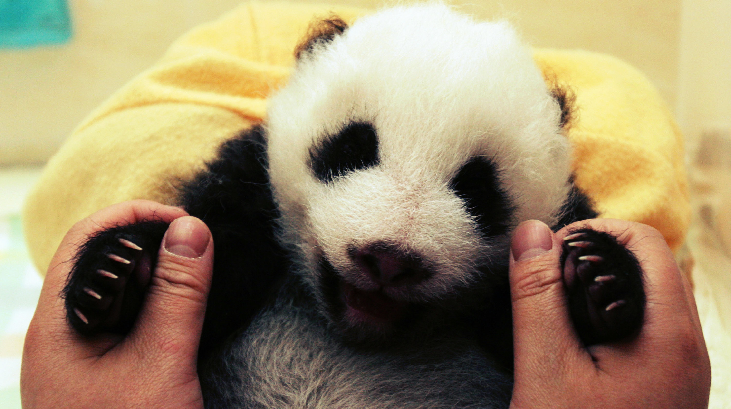 Why Are Pandas Black and White? - Big Think