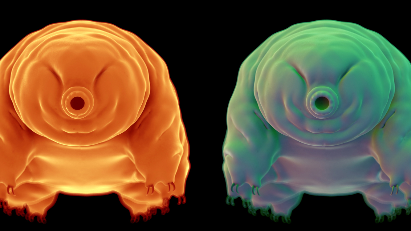 Scientists finally figure out why the water bear is nearly