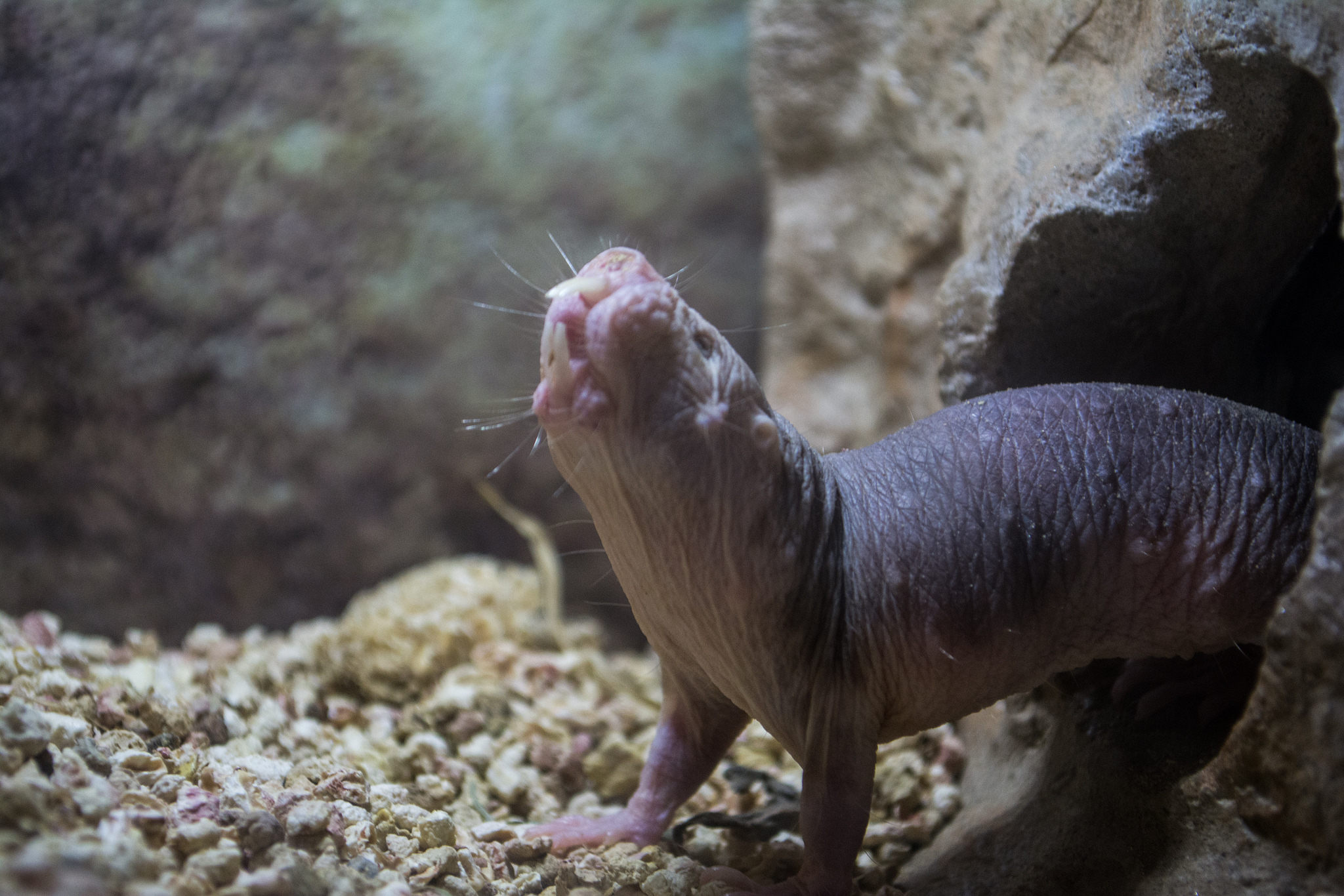 Researchers Discover How The Naked Mole Rat Can Survive 18 Minutes