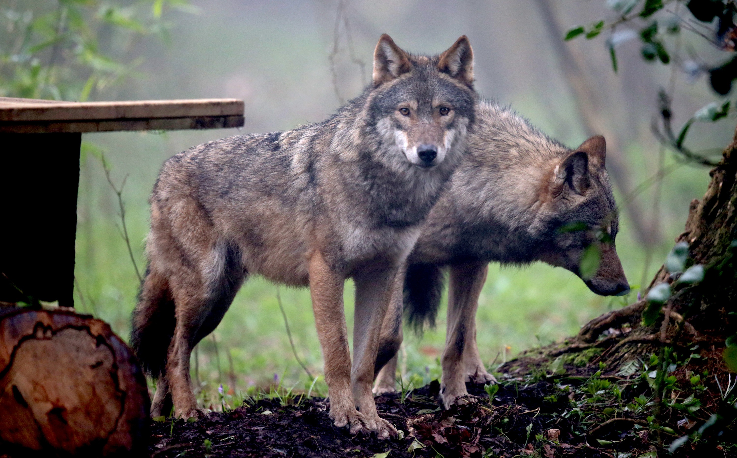 Серый волк чем питаются. Волк. Молодые волки. Молодой волк. Фото Волков.