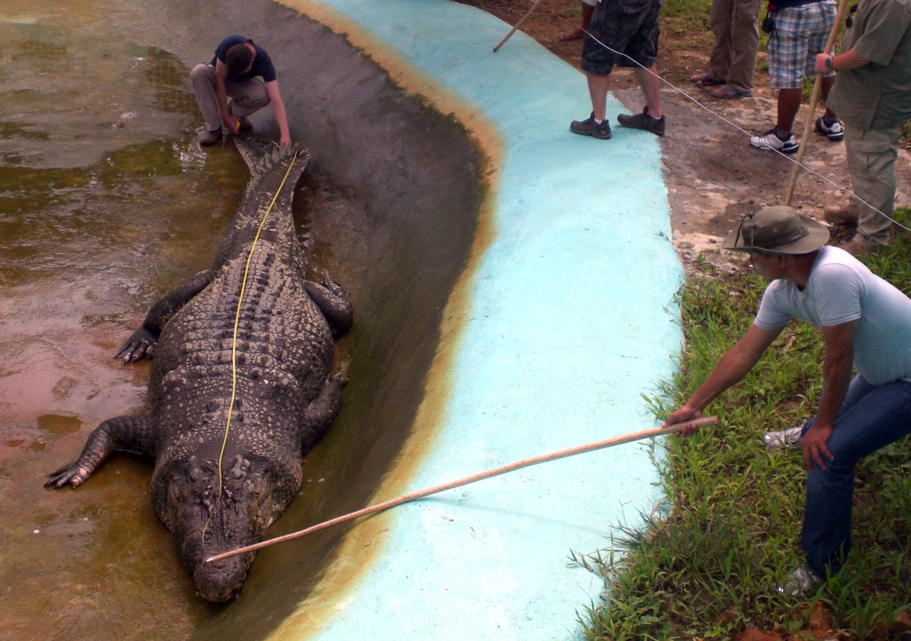 Самый большой крокодил в мире фото с человеком