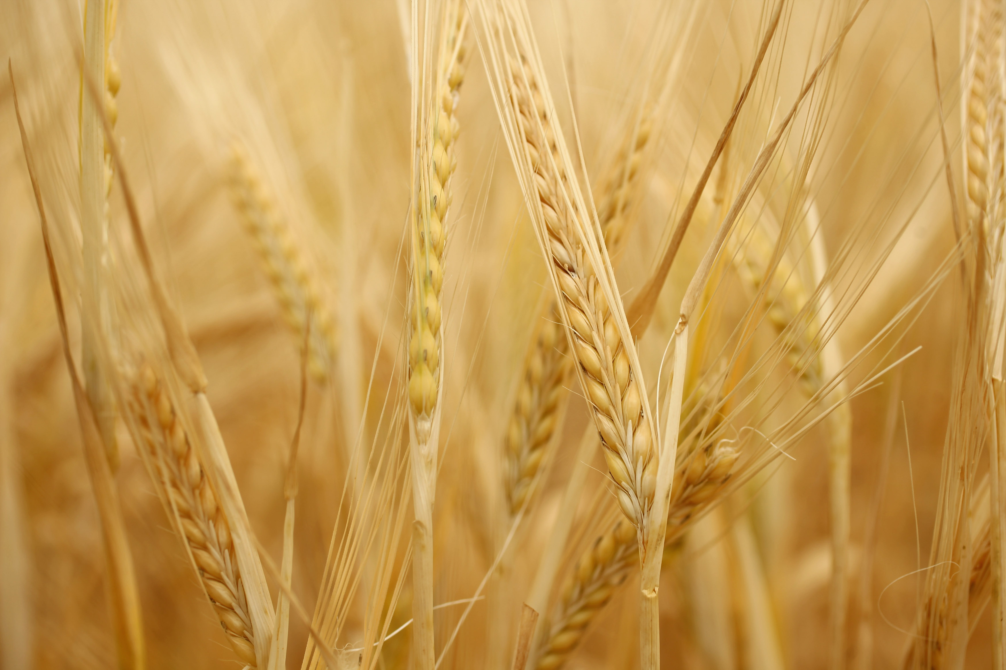Колоски пшеницы крупные
