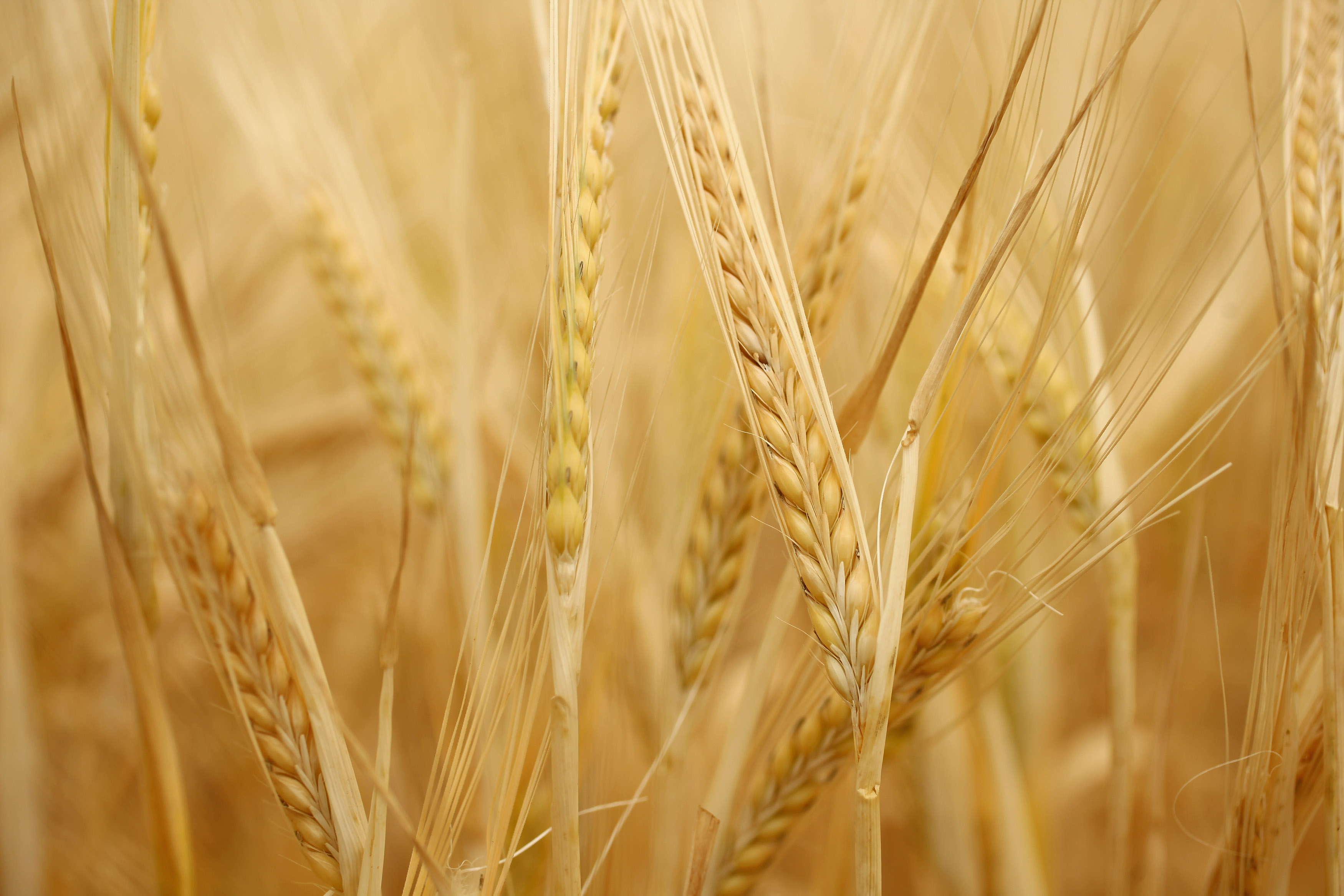 humans-are-less-genetically-diverse-than-wheat-what-does-that-mean-for