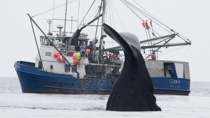 KUOW - Fishing boat that sank in orca waters ran into trouble 24 hours  earlier