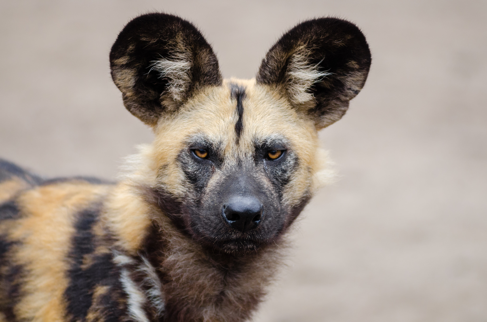 are african wild dogs dangerous to humans