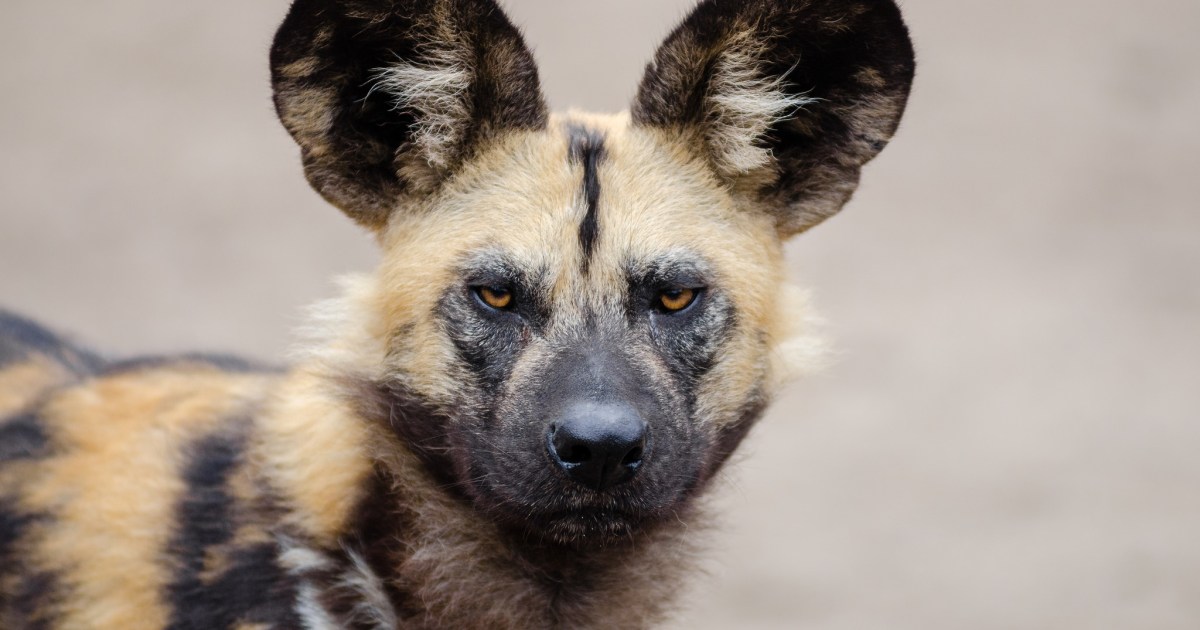 Dutch detection dogs Bruce and Boris help save jaguars