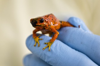 Why Don't Poison Frogs Die from Their Own Neurotoxin? - Big Think