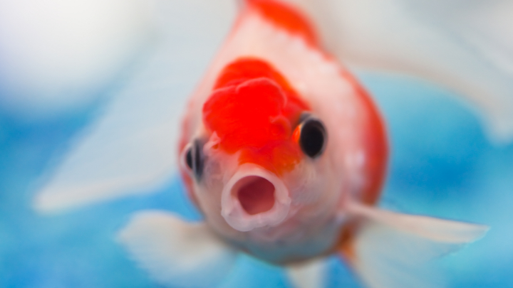 Depressed Fish May Seem Like a Joke to You, But It’s Serious to Them - Big Think