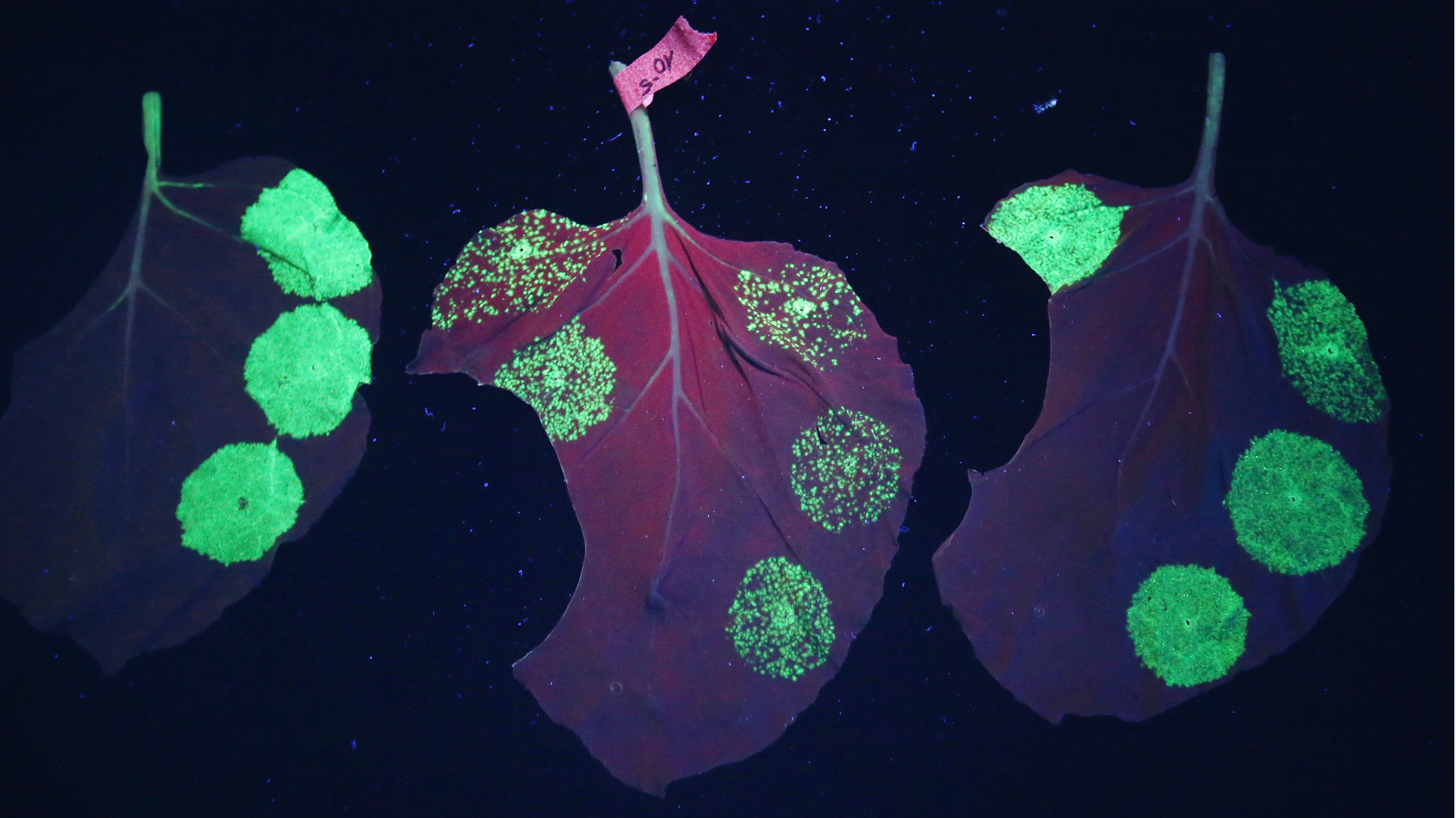 Engineers Create Plants That Glow - Big Think