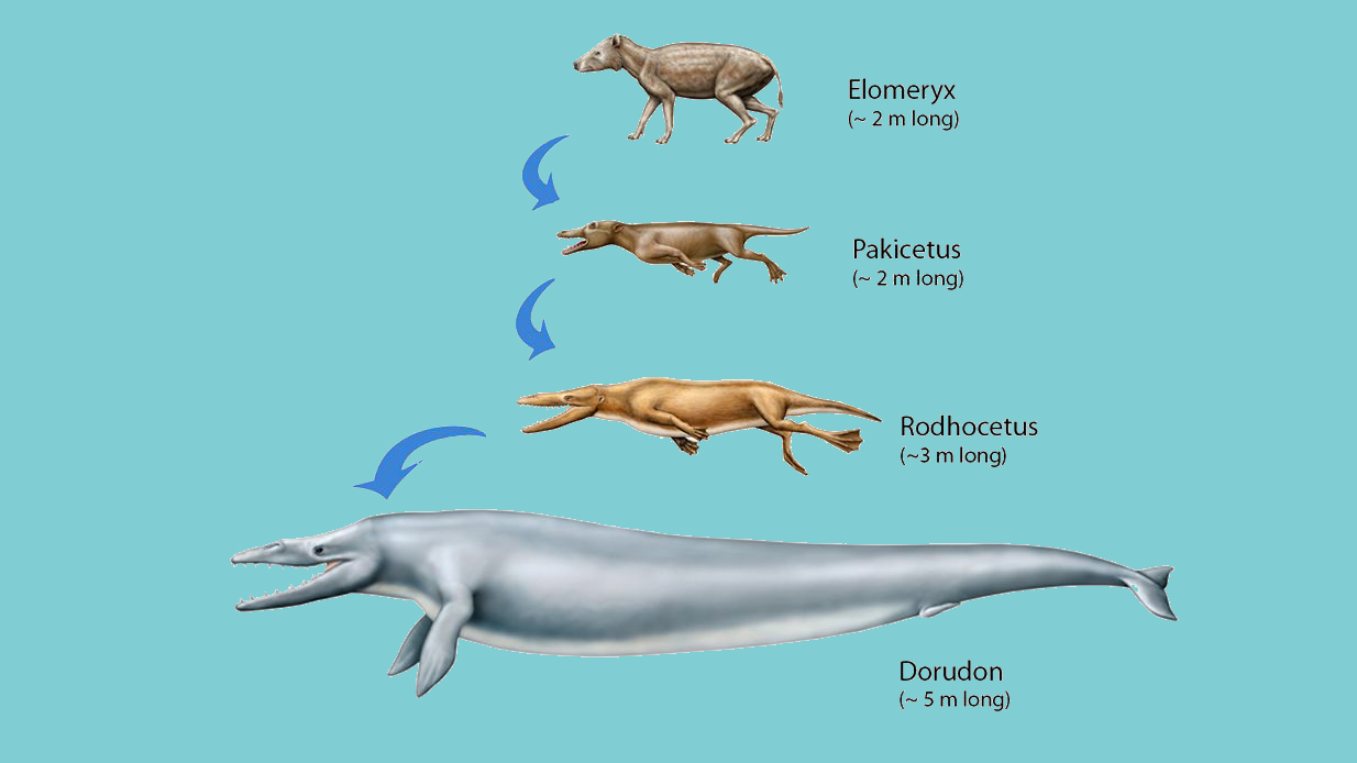 Ancient deer-like creatures returned to the ocean to become whales. But