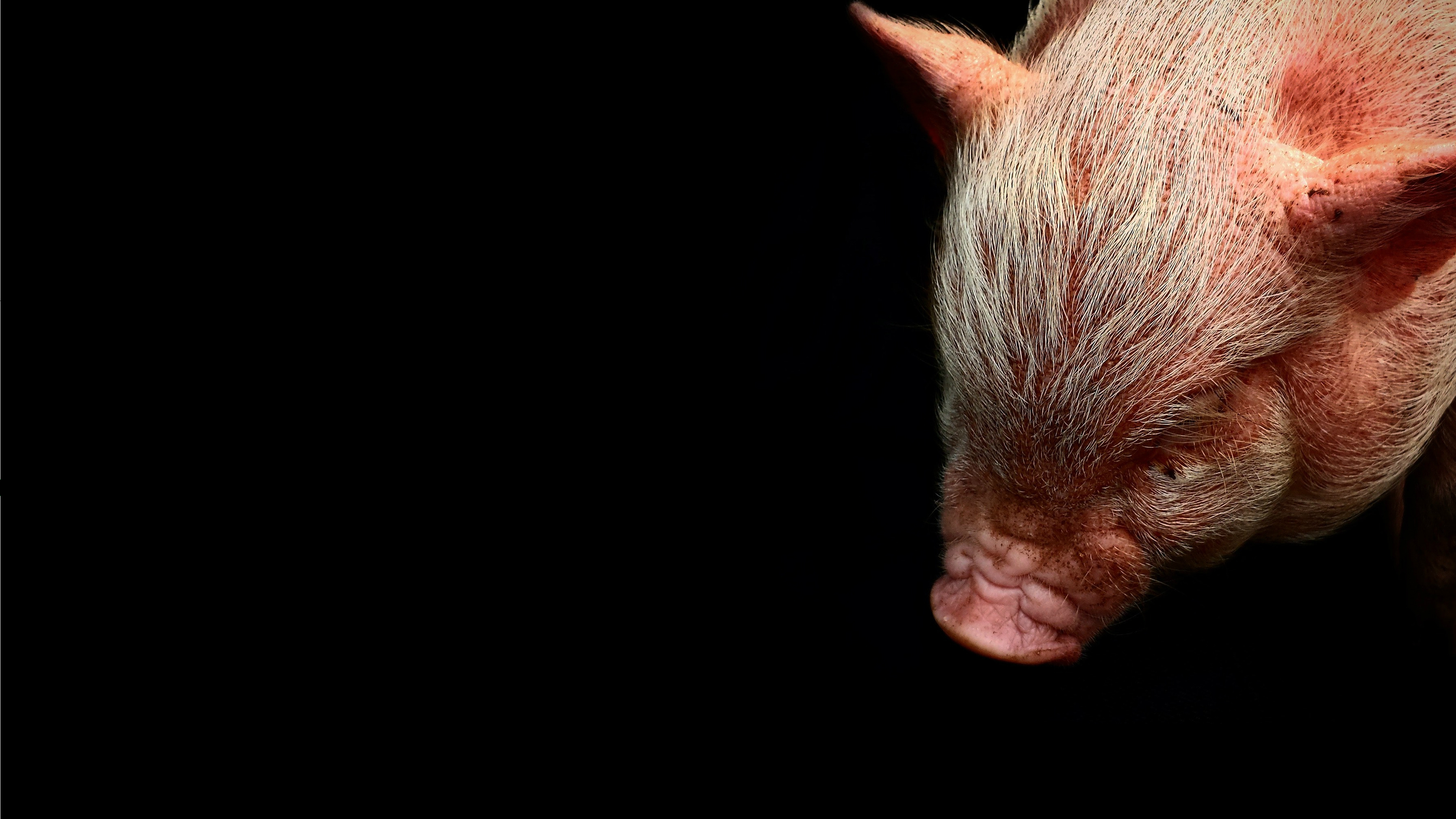 Gene-edited pig kidney keeps monkey alive for 2 years, trial finds