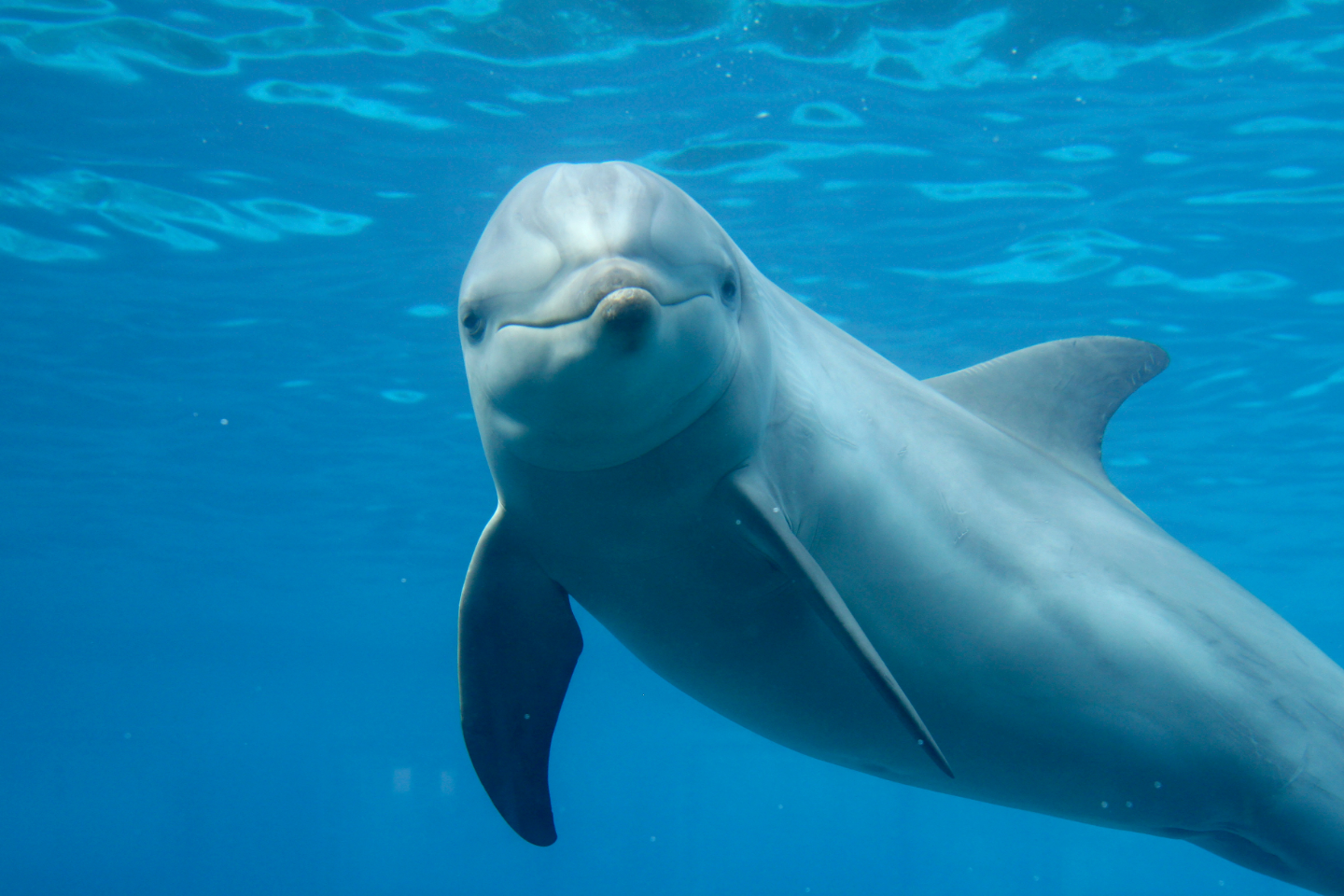 Study: Male bottlenose dolphins have names for each other - Big Think