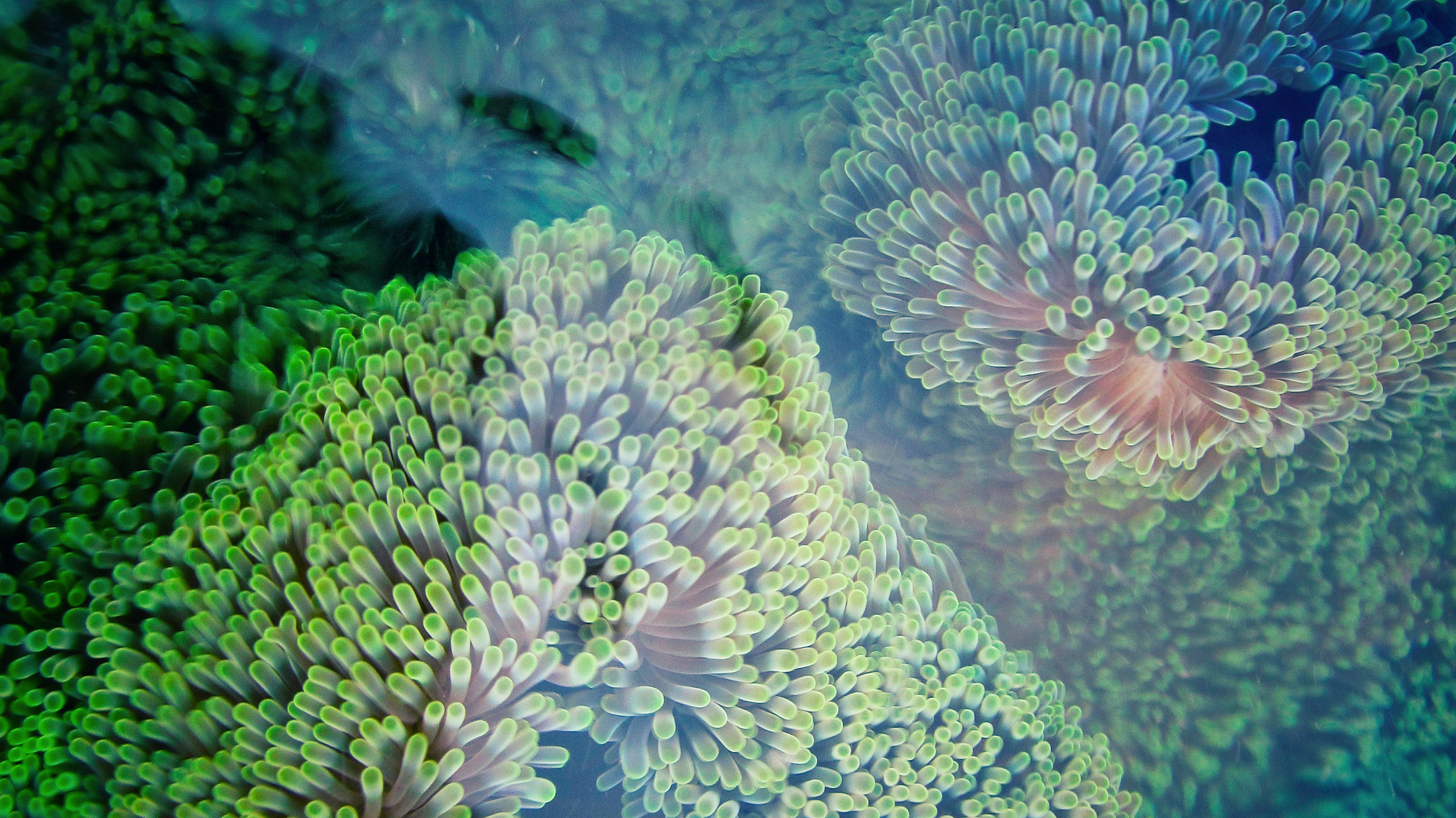 Scientist's accidental discovery makes coral grow 40x faster - Big Think