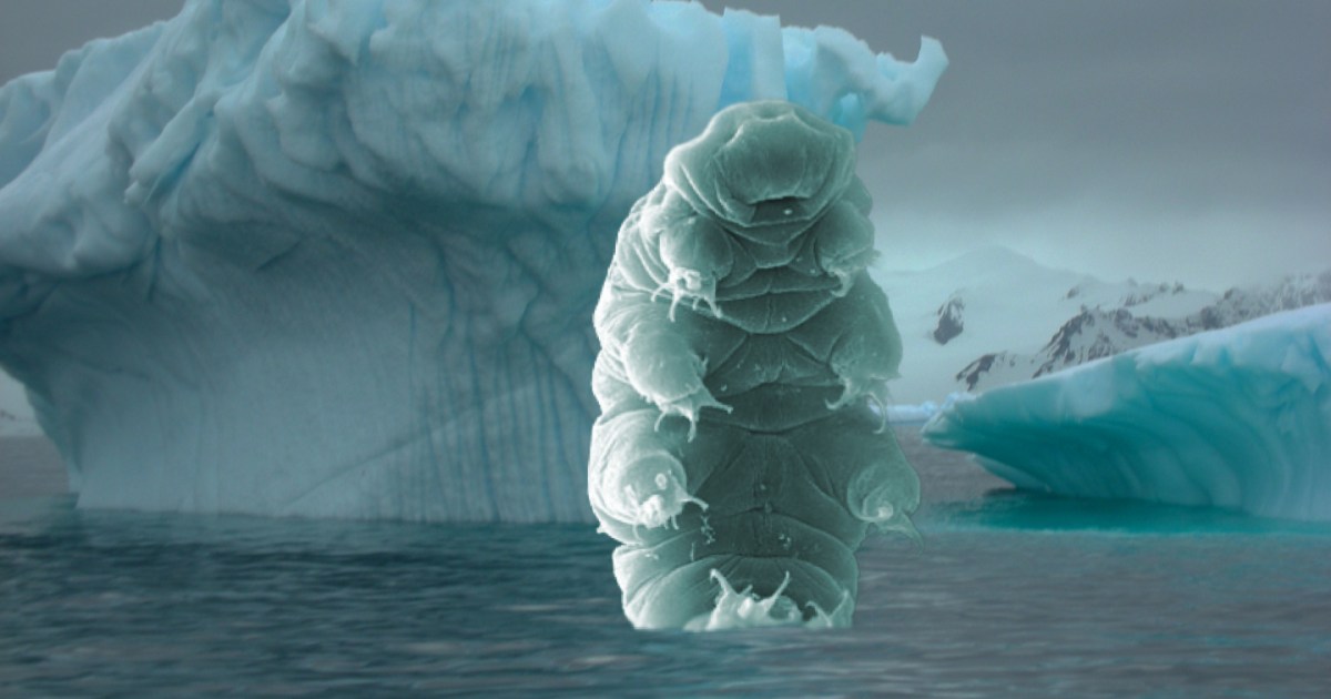 Dead – yes, dead – tardigrade found beneath Antarctica - Big Think