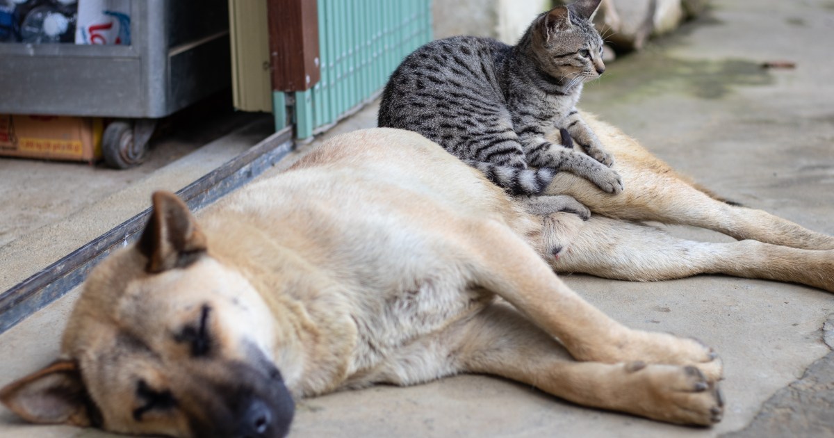 Why do men prefer dogs over cats?