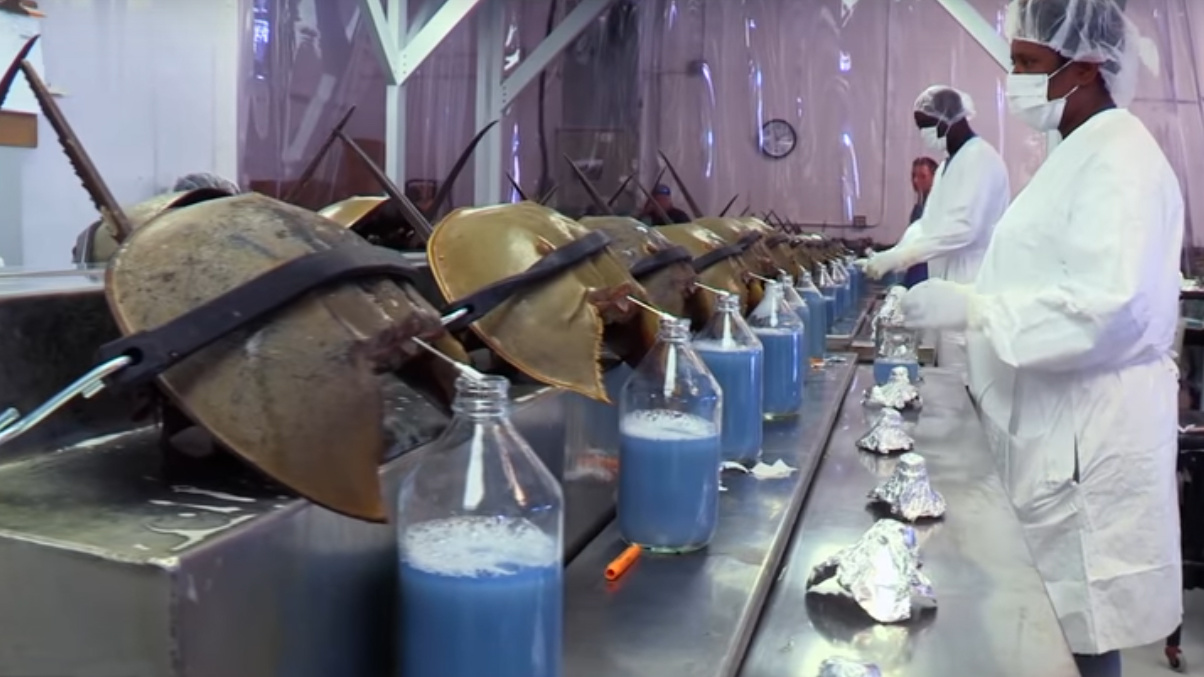 Horseshoe crabs are drained for their blue blood. That practice will soon be over.
