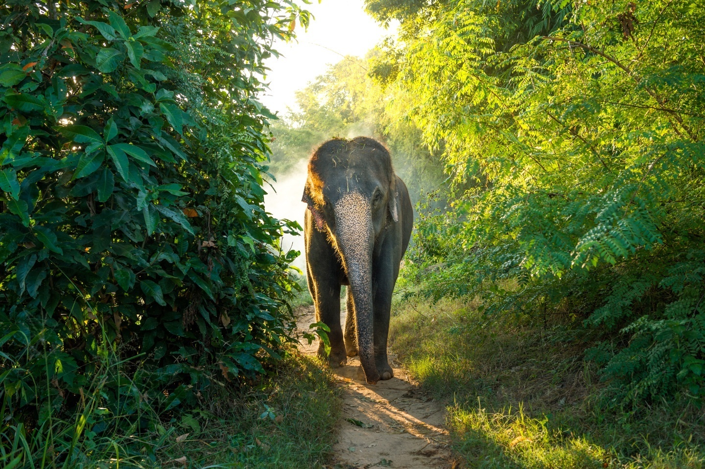 How Asian elephants judge quantities by smell - Big Think