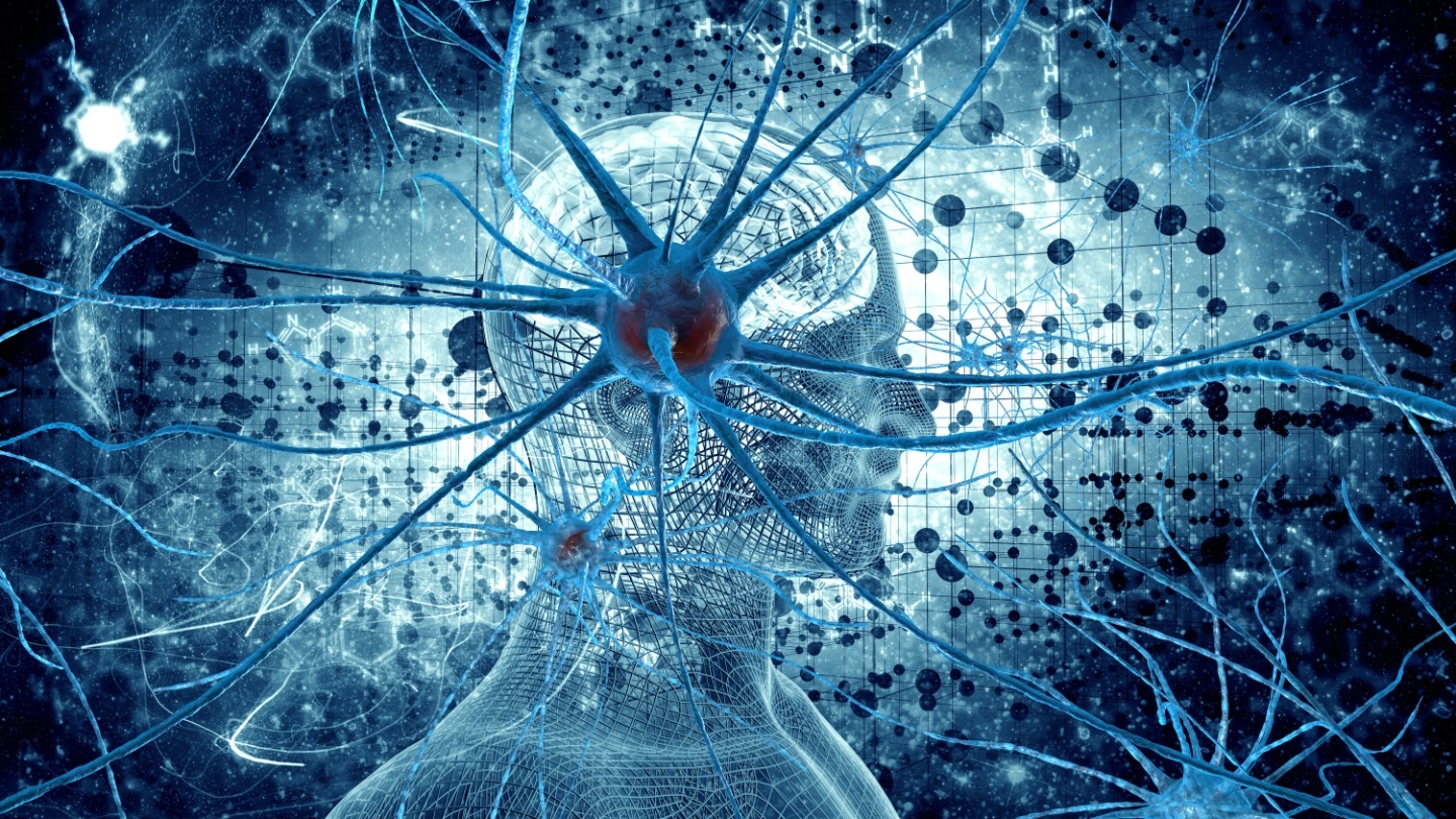 A unique brain signal may be the key to human intelligence