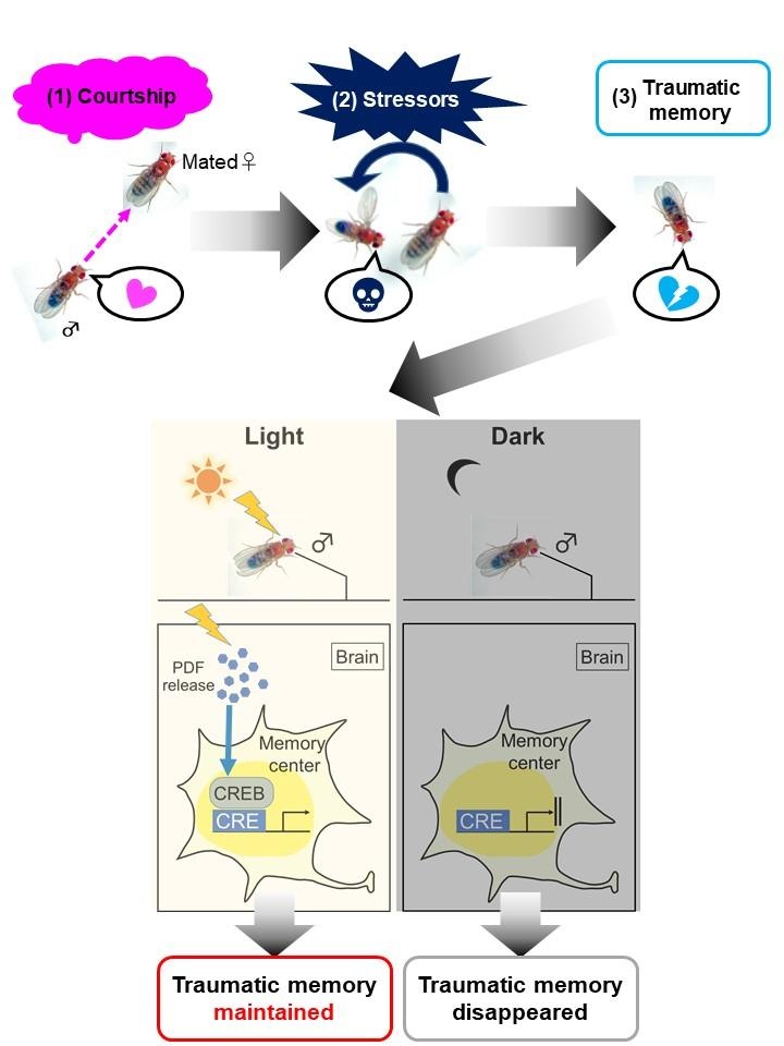 Japanese Scientists Discover Clue To Erasing Traumatic Memories - Big Think