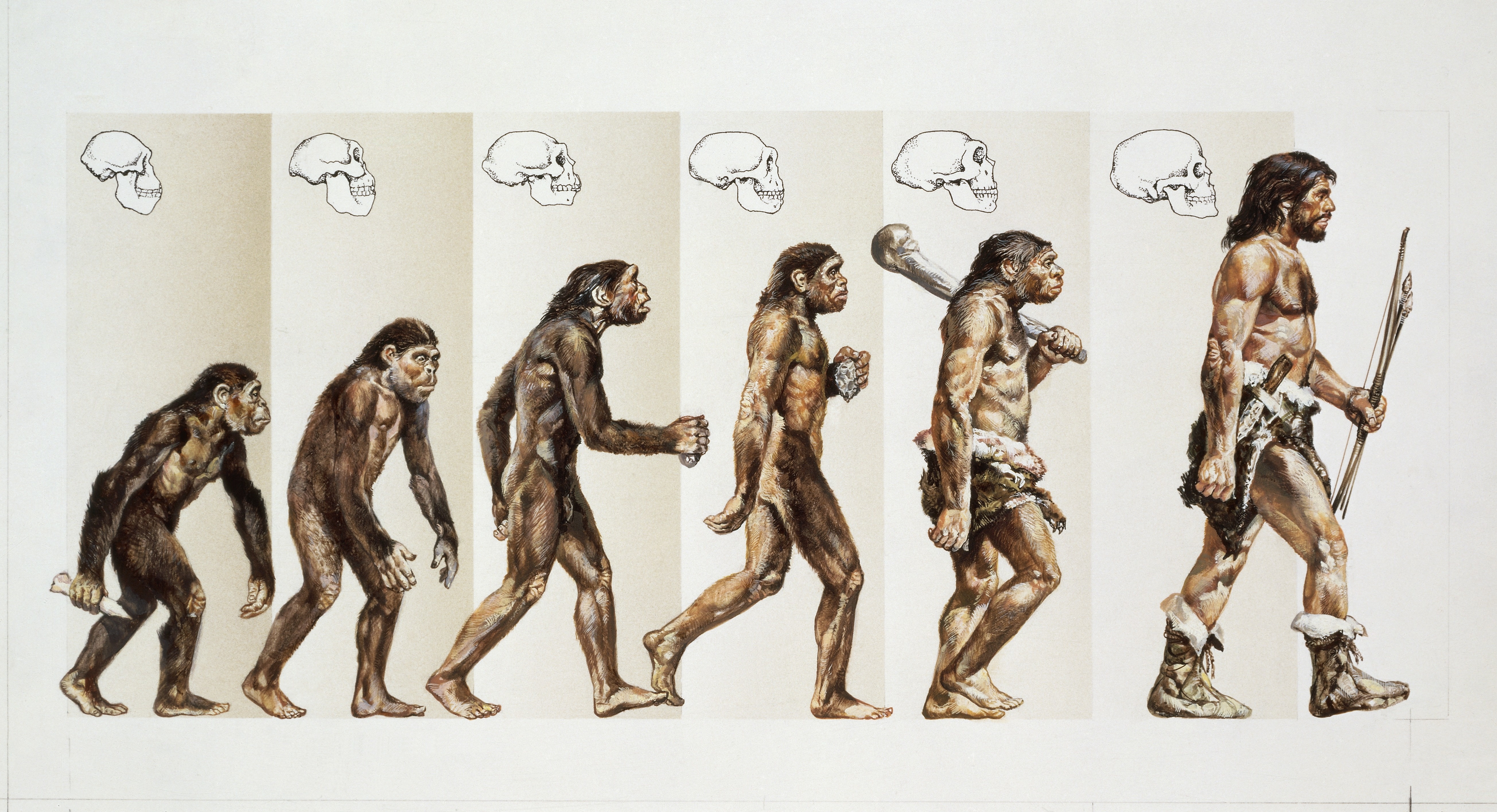 Первобытный теории. Хомо сапиенс Эволюция. Теория Дарвина о эволюции человека. Неандерталец и хомо сапиенс.