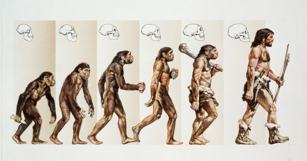 Evolution: That famous 'march of progress' image is just wrong