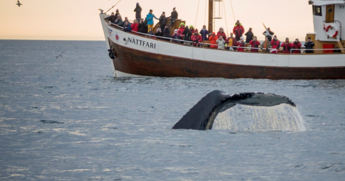 Whale-watching is now bigger than whaling in Iceland - Big Think