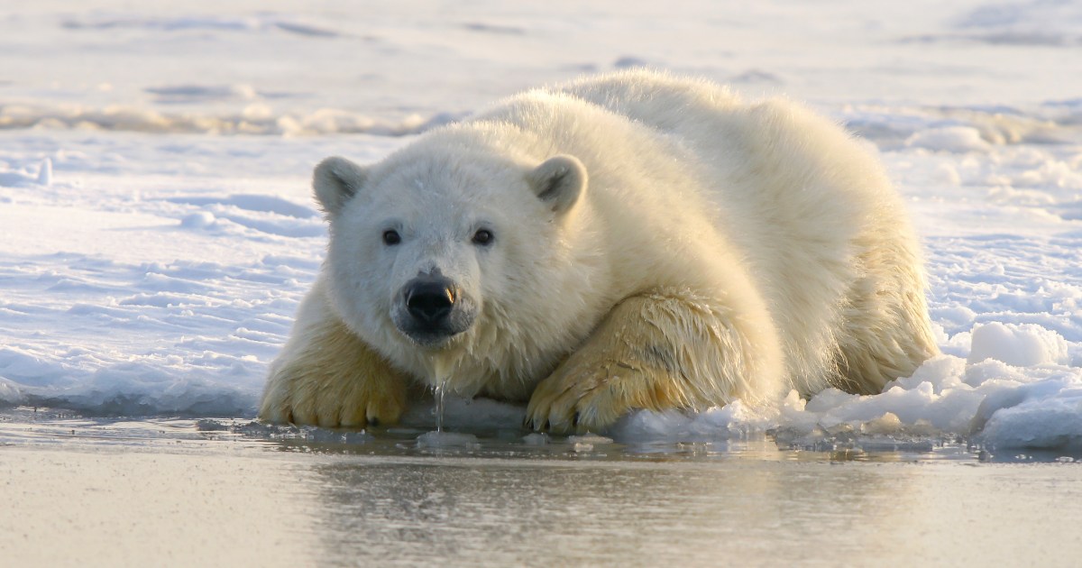 Polar bears could be extinct by 2100, says heartbreaking new study