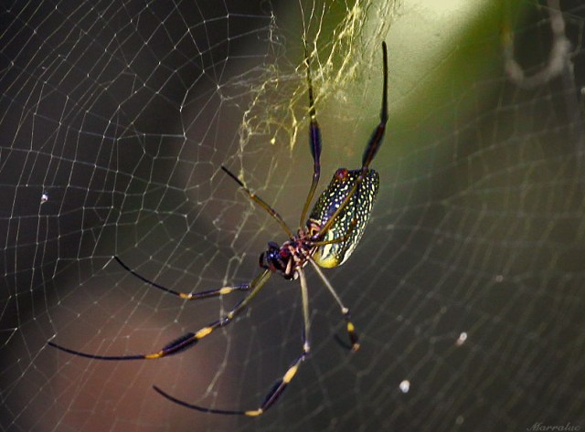 Some spiders may spin poisonous webs laced with neurotoxins