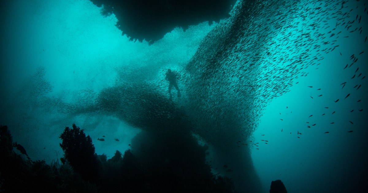 A Rush Is On To Mine The Deep Seabed, With Effects On Ocean Life That 