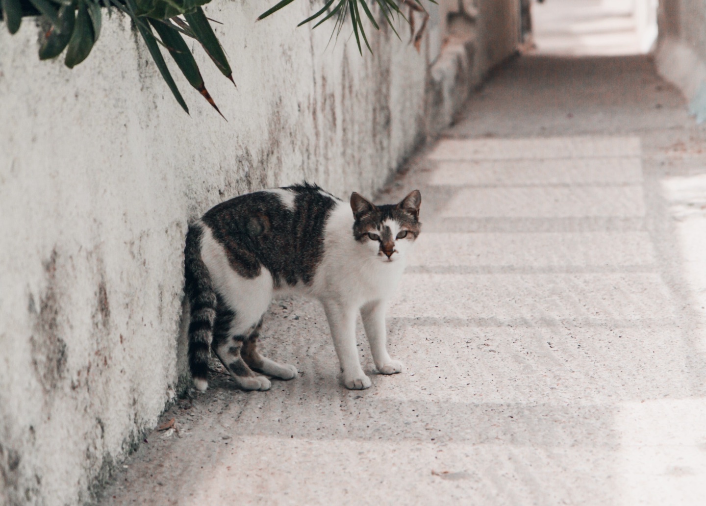 what-blinking-slowly-means-to-cats-according-to-science-big-think