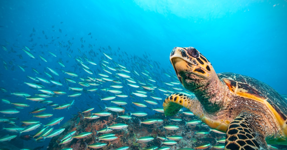 Viewing nature in VR or on television boosts wellbeing, study finds ...