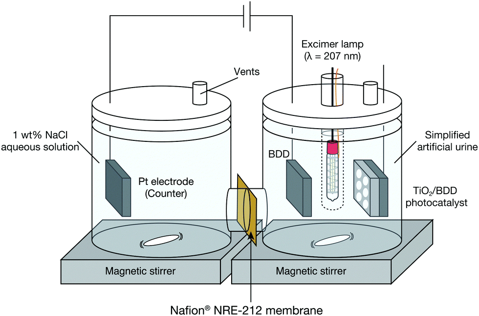 urine plant experiment