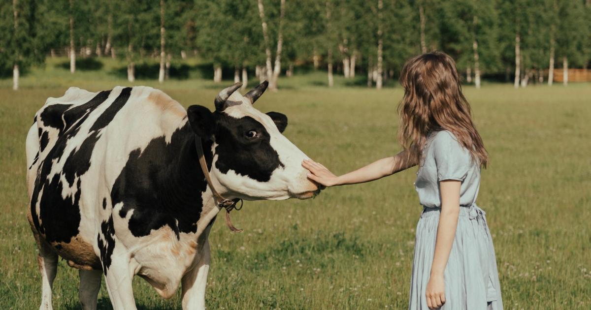 New wellness center lets guests cuddle with cows - Big Think