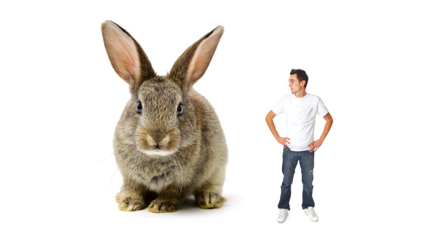 rabbit evolution